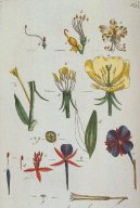 Pokojov� rostliny:  > Pupalka Dvoulet� (Oenothera biennis)