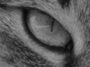 :  > Puzzle online: Ko�ky 1