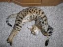 :  > Puzzle online: Ko�ky 4