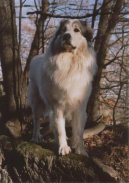 Fotky: Pyrenejsk� horsk� pes (foto, obrazky)