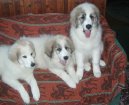 Pyrenejsk� horsk� pes