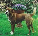 :  > Rakousk� kr�tkosrst� pin� (Austrian Shorthaired Pinscher)