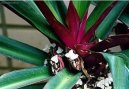 :  > Reo mnohobarv� (Rhoeo spathacea)