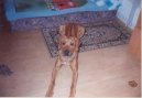 Fotky: Rhod�sk� ridgeback, Rhod�zsk� ridgeback (foto, obrazky)