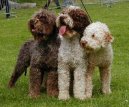 :  > Roma�olsk� vodn� pes (Romagna Water Dog / Lagotto Romagnolo)