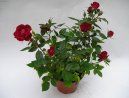 :  > R��e (Rosa)