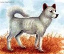 :  > San�u (Sanshu Dog)