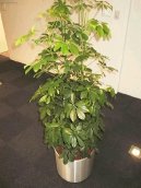 �eflera
