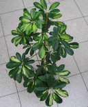 �eflera