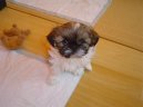 �i-tzu