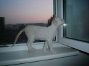 Fotky: Siamsk� ko�ka (foto, obrazky)