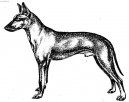 :  > Sicilisk� chrt (Cirneco dell Etna)