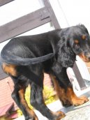 Skotsk� setr, Gordonsetr