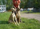 Sloughi, arabsk� chrt