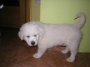 Slovensk� �uva�