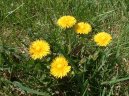 Smetanka L�ka�sk�