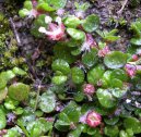 Pokojov� rostliny:  > Soleirolia, helxine, dom�c� �t�st� (Soleirolia soleirolii)