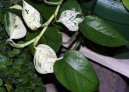 �plhavnice, scindapsus, potos