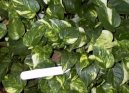 �plhavnice, scindapsus, potos