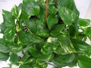 �plhavnice, scindapsus, potos