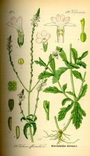 Pokojov� rostliny:  > Spor�� L�ka�sk� (Verbena officinalis)