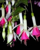 Pokojov� rostliny:  > Sprekelia formosissima (Sprecelia formosissima)