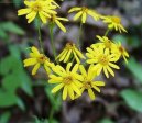 Star�ek Rowle�v