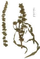 Pokojov� rostliny:  > ��ov�k Ku�erav� (Rumex crispus)