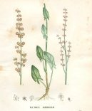 Pokojov� rostliny:  > ��ov�k Kysel� (Rumex acetosa L.)