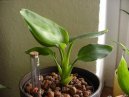 Strel�cie