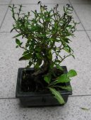 Pokojov� rostliny:  > Strom tis�ce hv�zd, serisa (Serissa foetida)