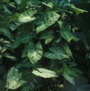 Pokojov� rostliny:  > Syng�nium (Syngonium)