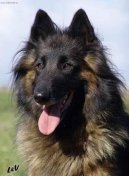 :  > Belgick� ov��k - Tervueren (Chien de Berger Belge - Tervueren)