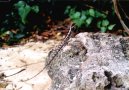 Zem�pis sv�ta:  > Thajsko