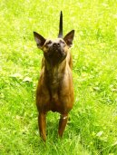 Thajsk� ridgeback