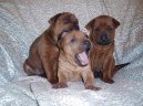 Thajsk� ridgeback