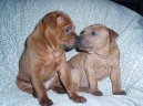 Thajsk� ridgeback