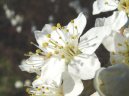 Trnka Obecn�