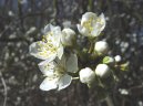Trnka Obecn�