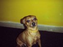 Trpasli�� pin�