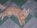 :  > Tureck� Angora (Turkish Angora Cat)
