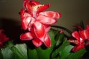 :  > V�no�n� kaktus (Schlumbergera)