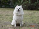 N�meck� �pic velk�