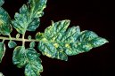 Pokojov� rostliny:  > Virov� onemocn�n� (Virus diseases of plants)
