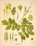 Pokojov� rostliny:  > Vla�tovi�n�k V�t�� (Chelidonium majus L.)