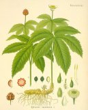 Pokojov� rostliny:  > Vodilka Kanadsk� (Hydrastis canadensis)