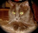:  > York (York Cat)