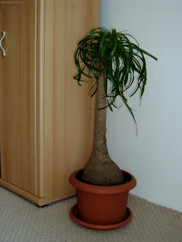 Foto: Beaucarnea