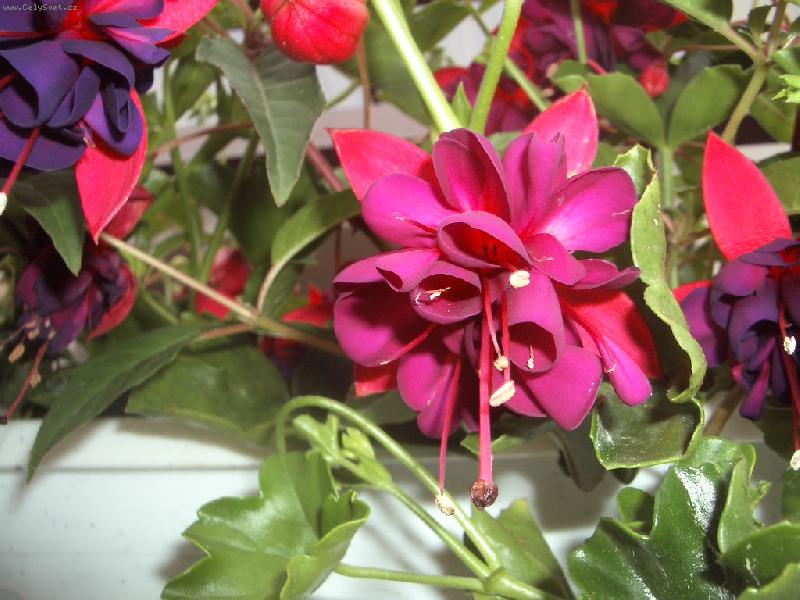 Foto: kvet fuchsie