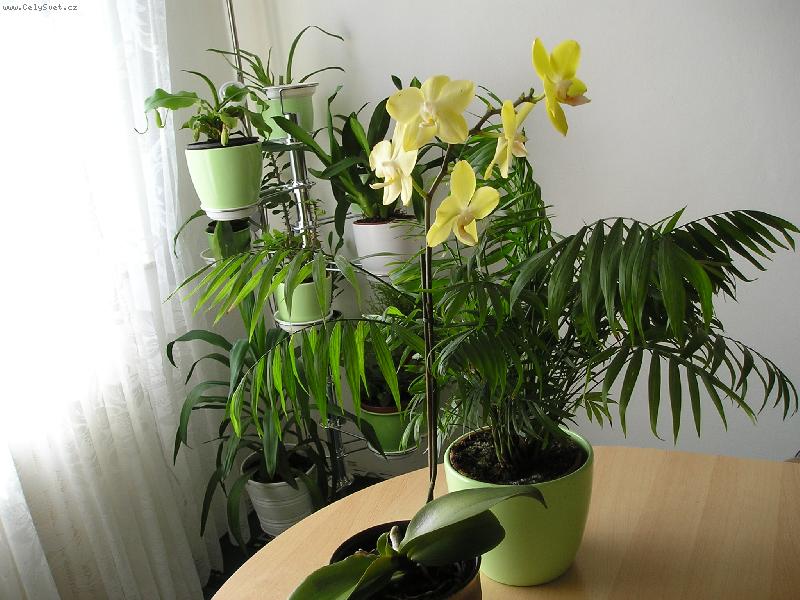 Foto: Orchideje